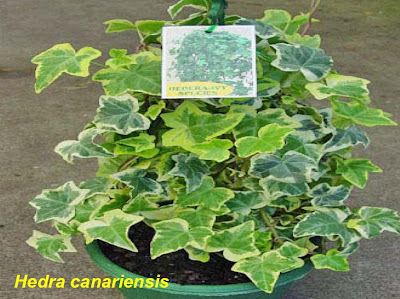        Hedra canariensis.jp